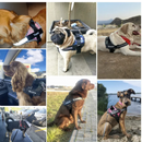 Peitoral Para Cachorros Ajustável com Nome Personalizável