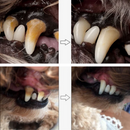 Caneta de Cuidado Dental - PetCare (Promoção)
