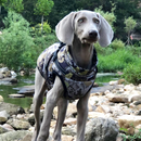 Colete de Frio Impermeável para Cachorros